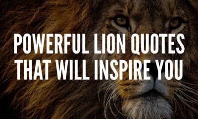 Lion Quotes