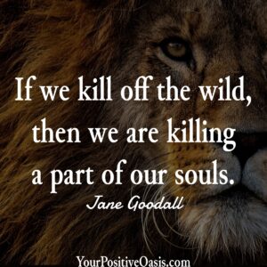 Jane Goodall Quote About Wildlife