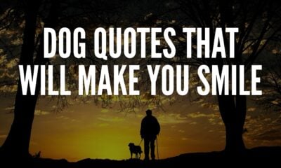 Dog Quotes